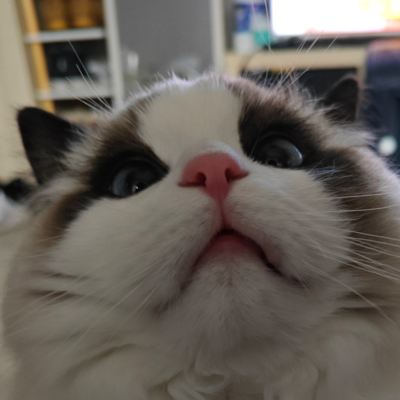 只想摆烂的游戏态度