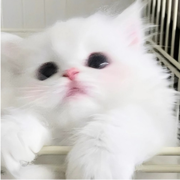 小歪𝙔𝙤𝙤