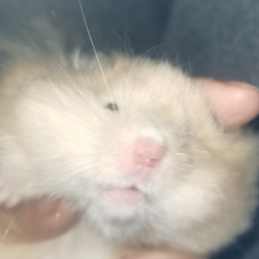 拾叁