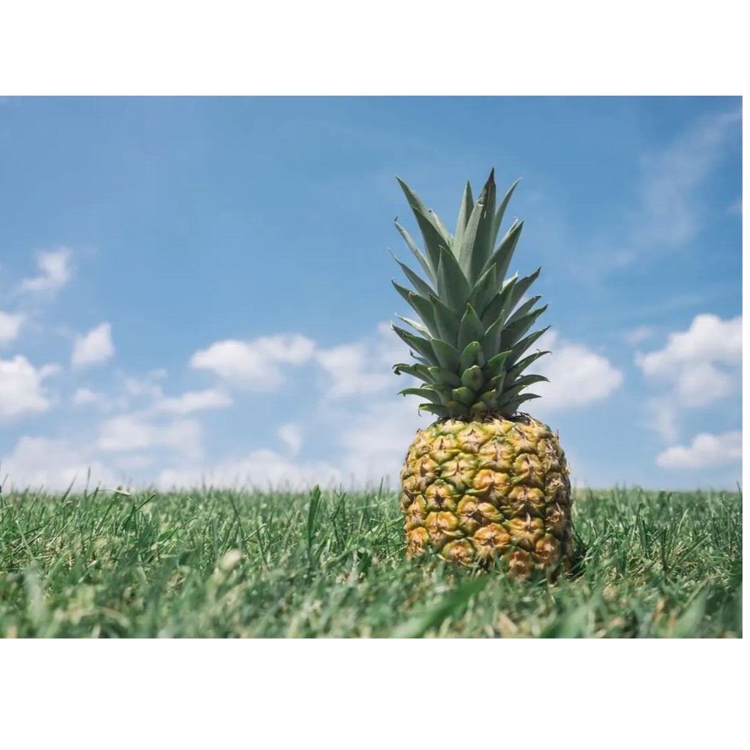 吐鲁番大菠萝