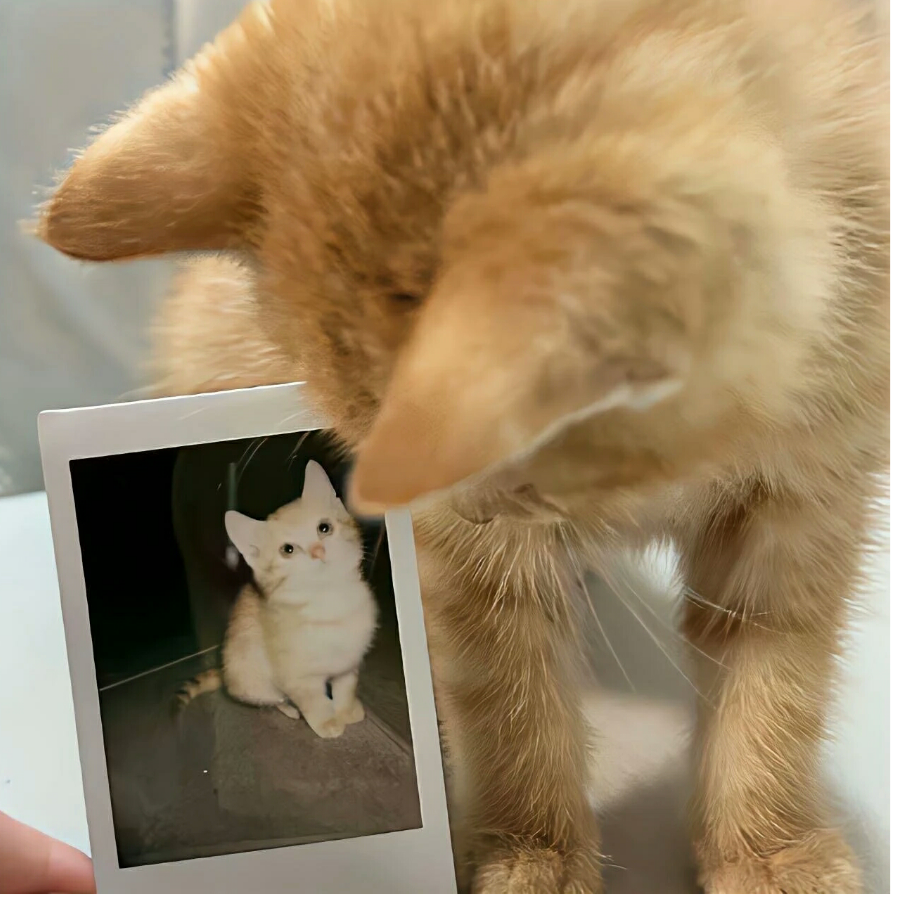 猫当劳