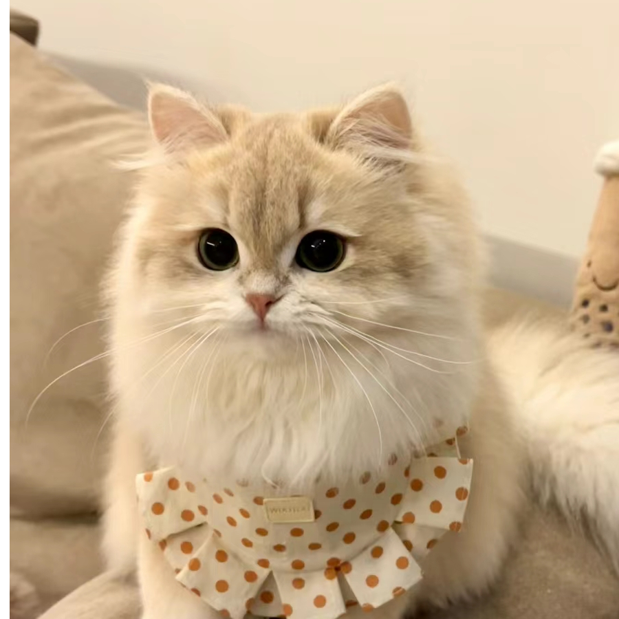micchi