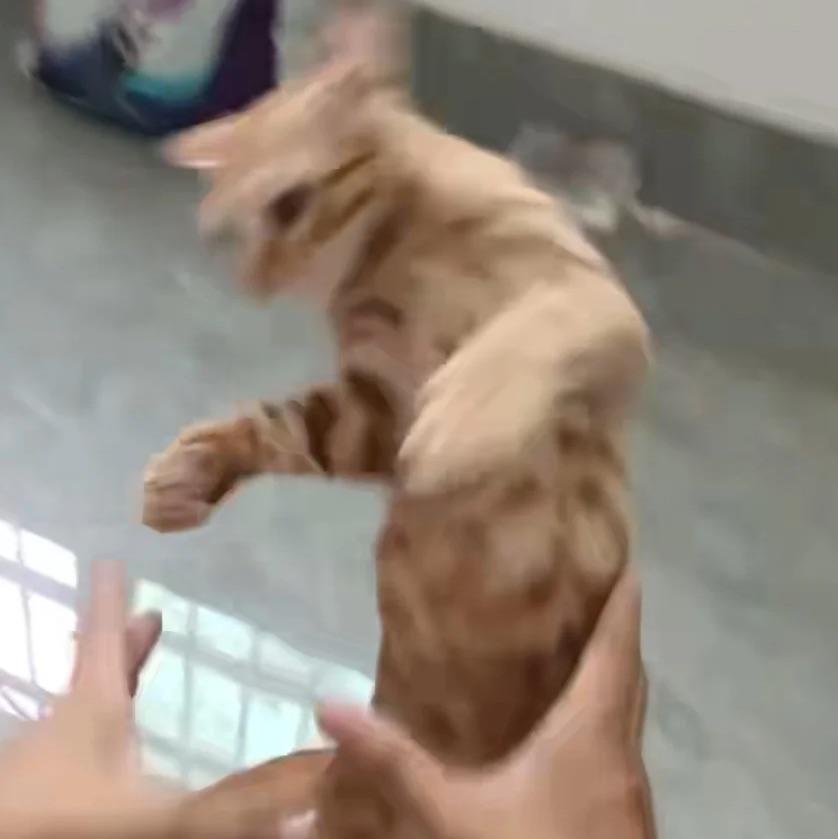 野猪亨利888