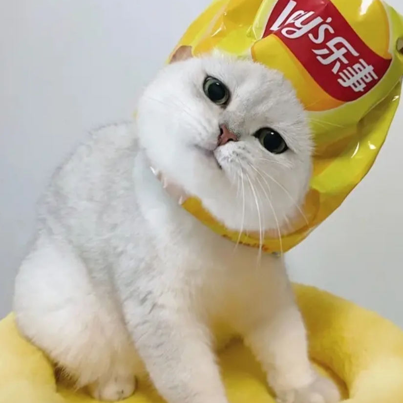 是呆呆呀