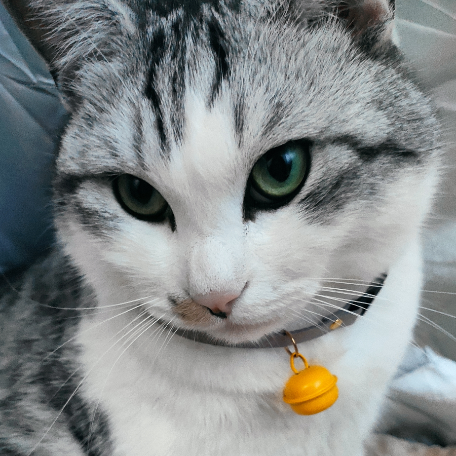 Dr.Persephone