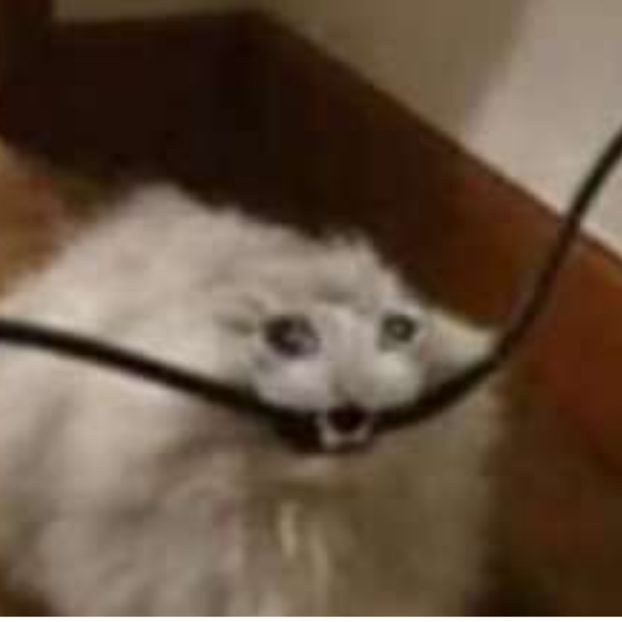裴御鹤
