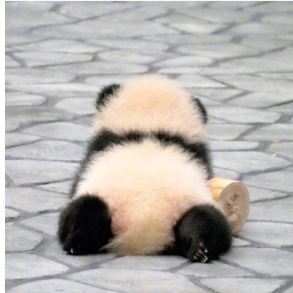 摘星星的猫