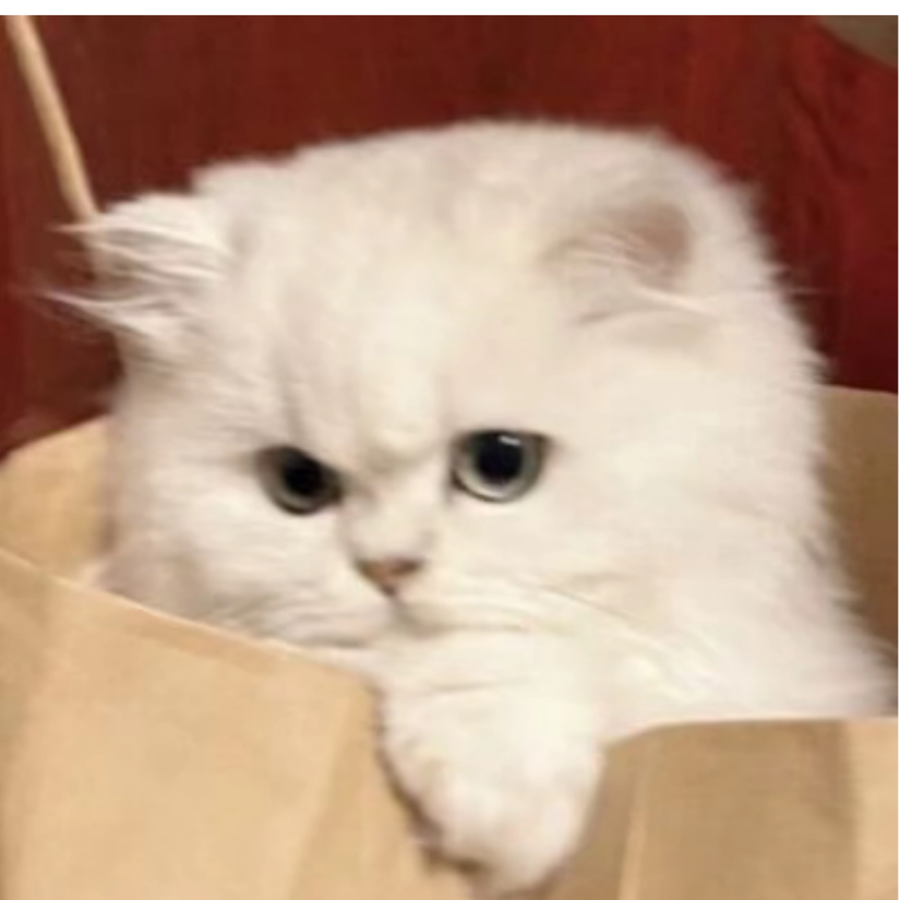 麝香猫不喝咖啡
