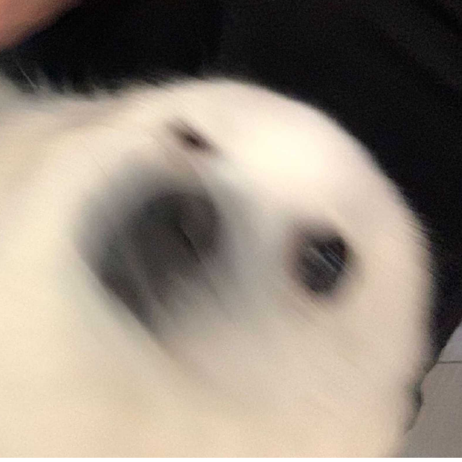 狮子呱呱叫
