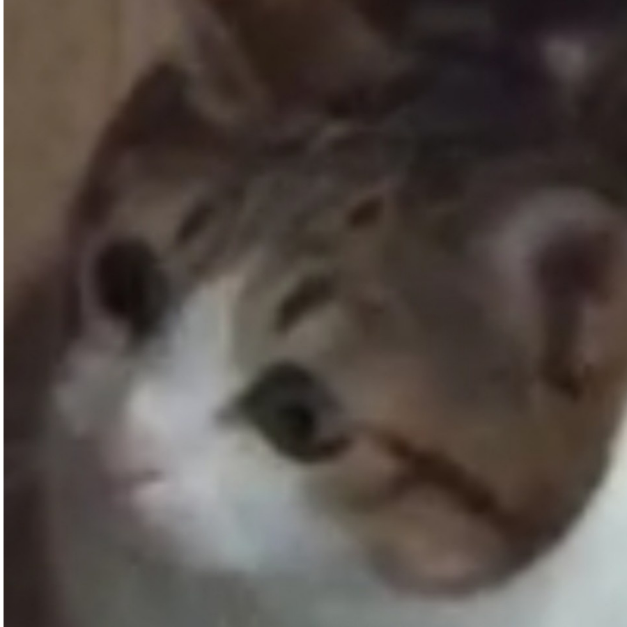 ll狐