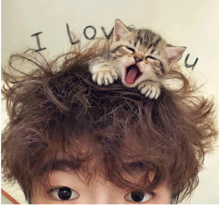 你的鲨猫突然出现