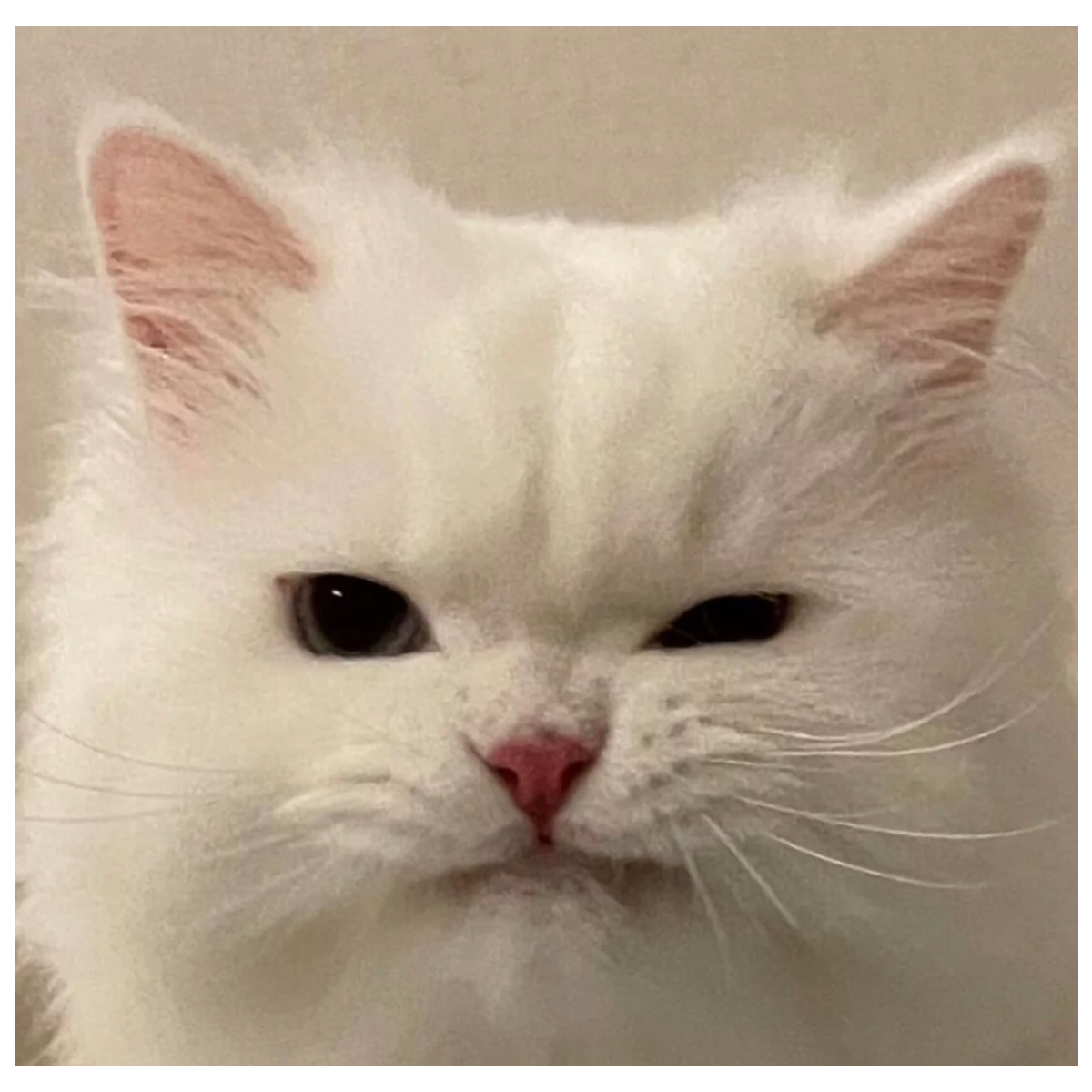 萧嘎嘎
