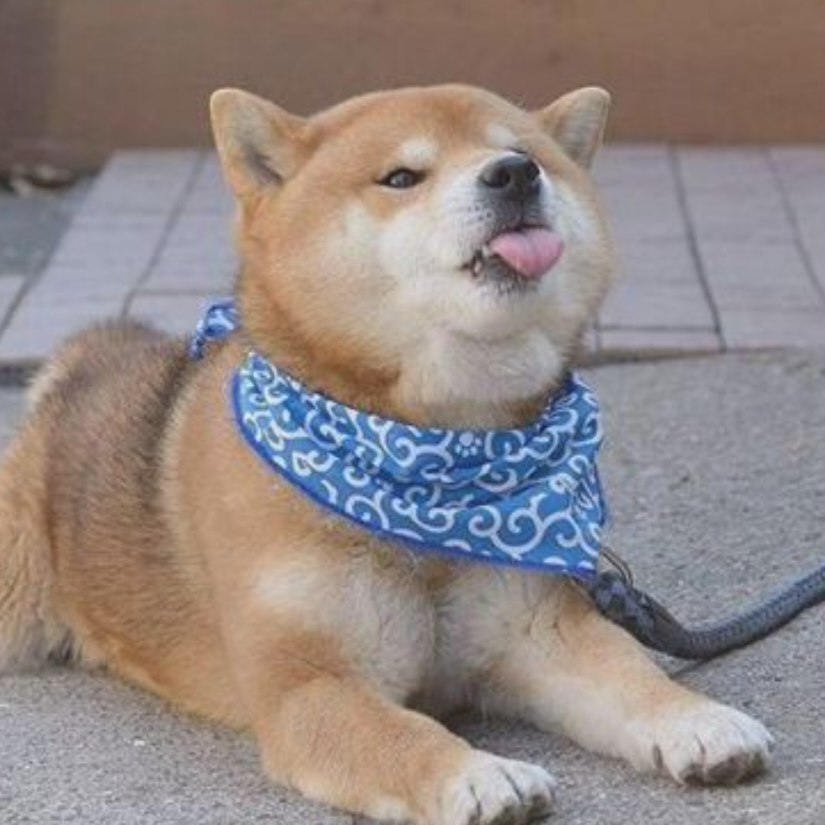 猫狗大战