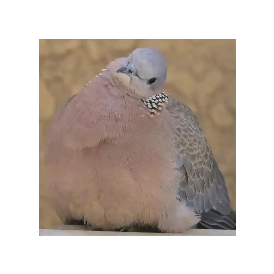 妮儿