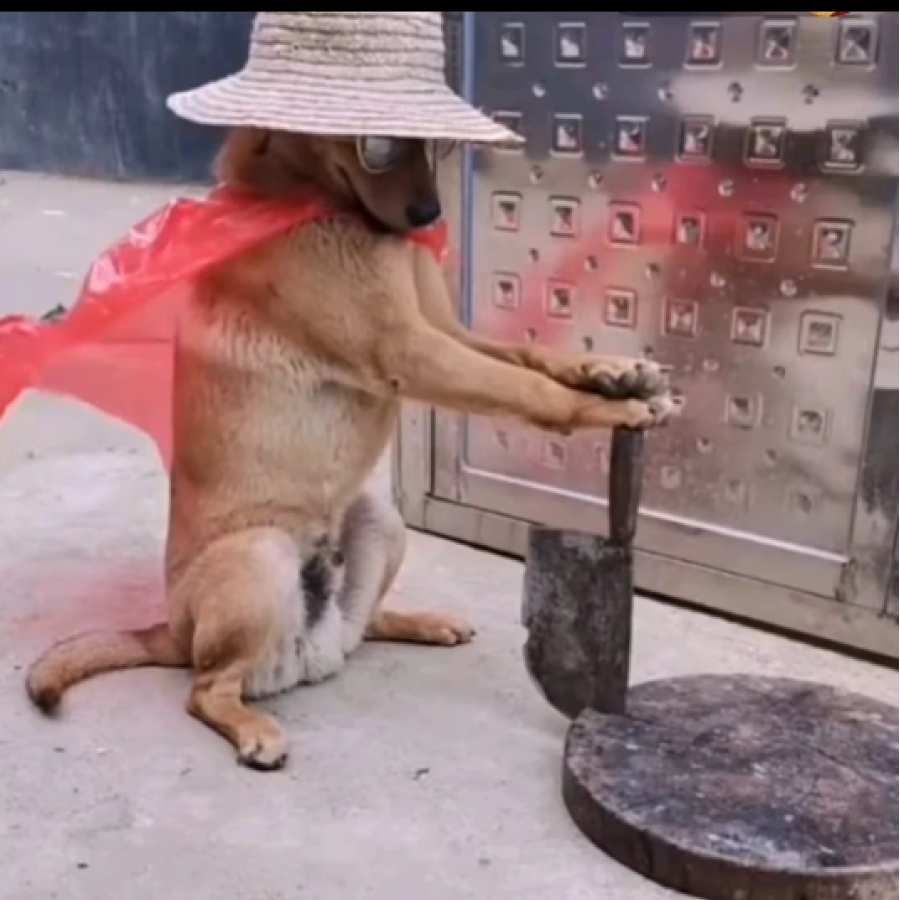 红豆与滑稽球