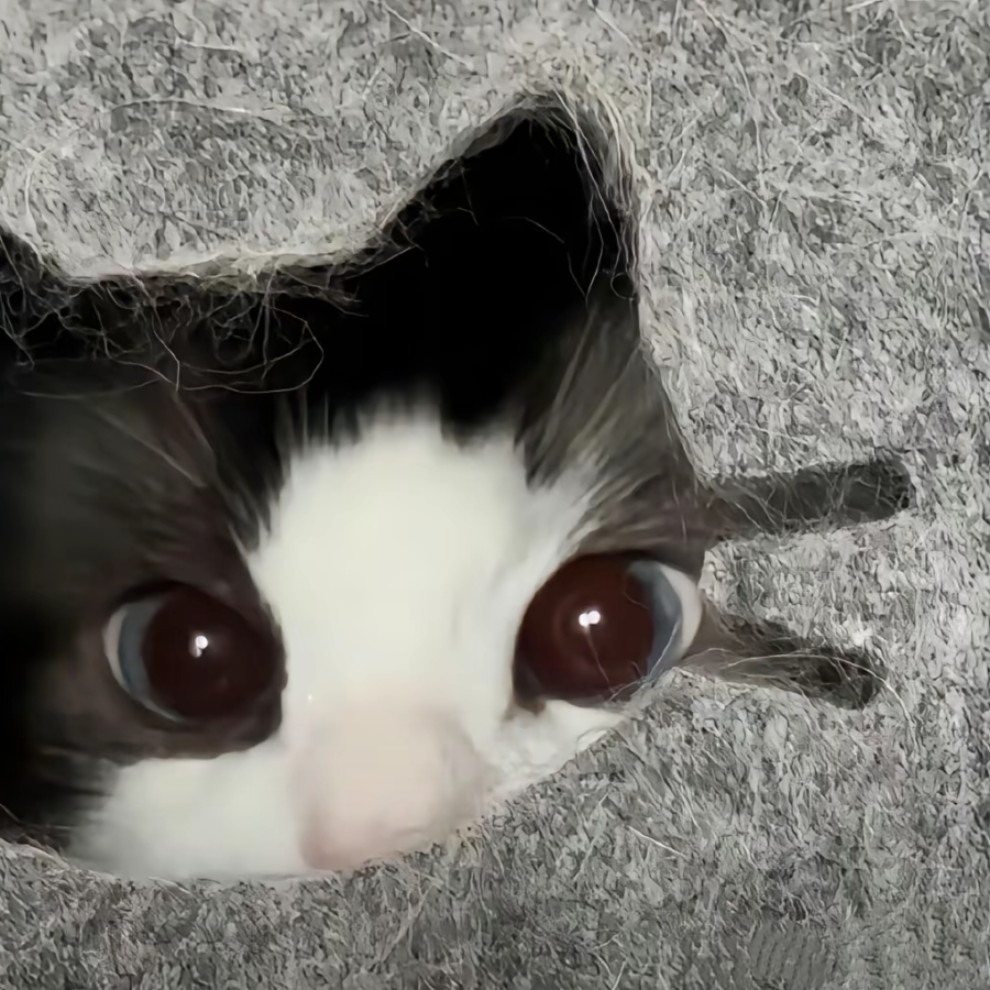 橘子汽水