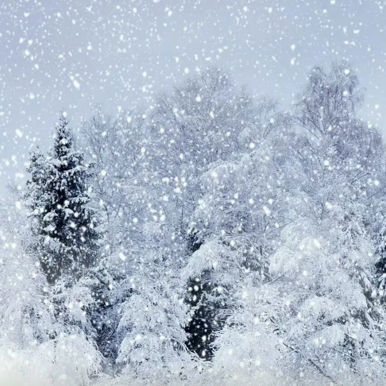 雪锦