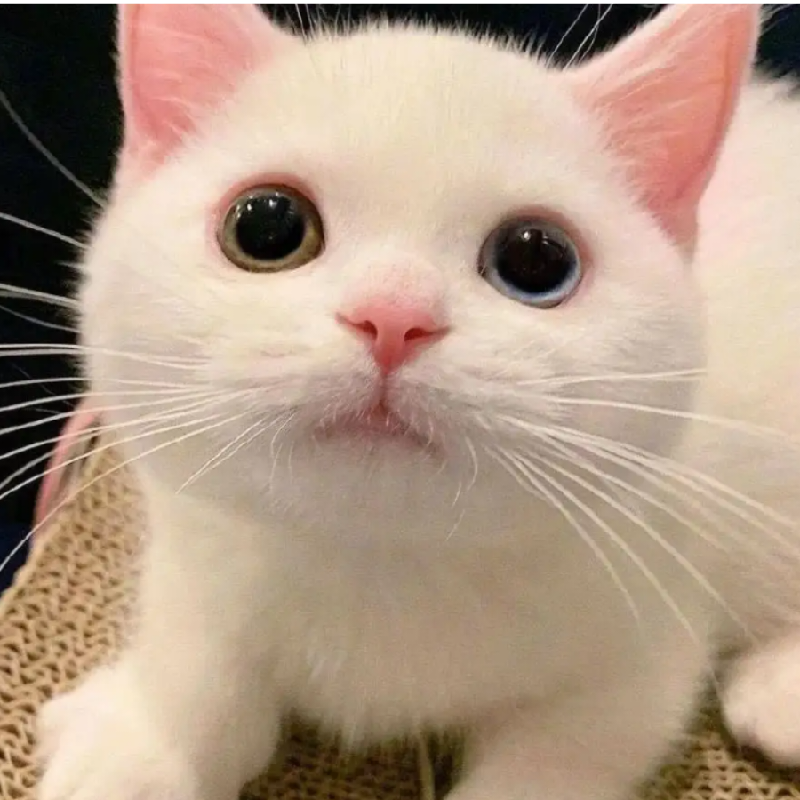 孤独猫泞