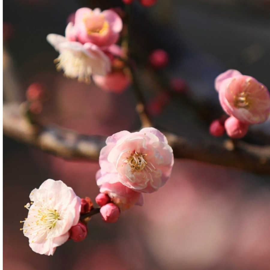 花盛花凋