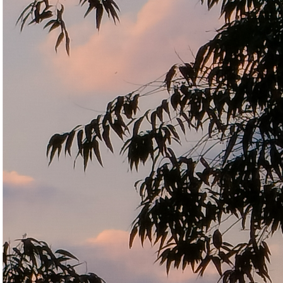 楠木树