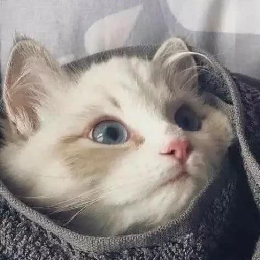 欺君犯上