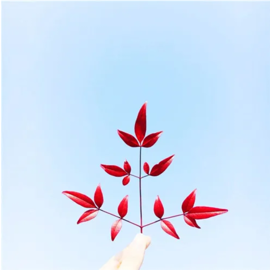 小脸蜡黄