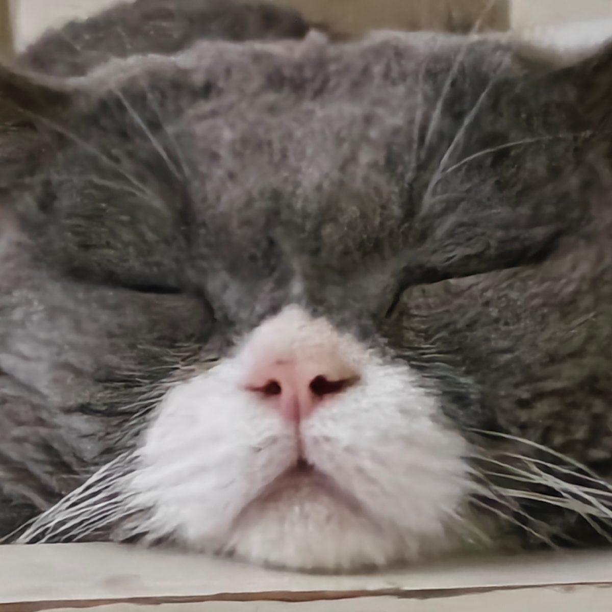苓