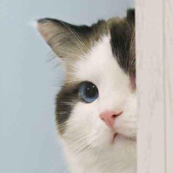 Catcatcat