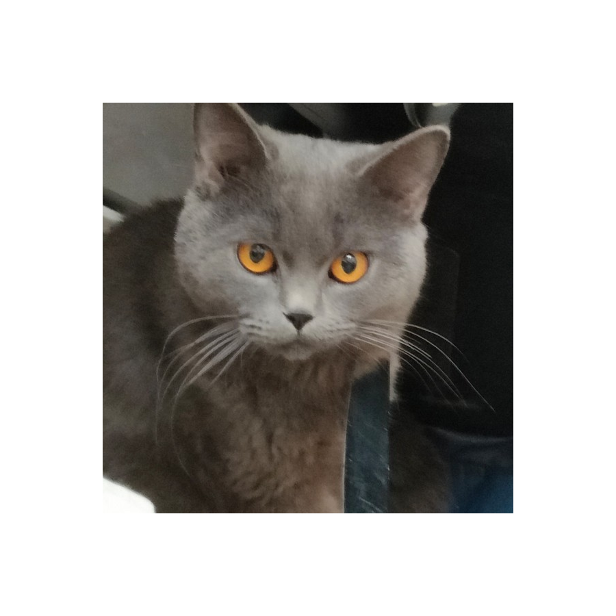 灵虎