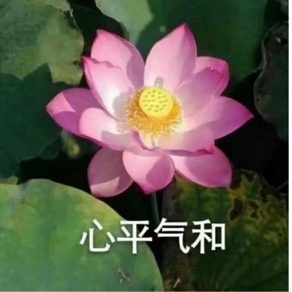 上岸回游