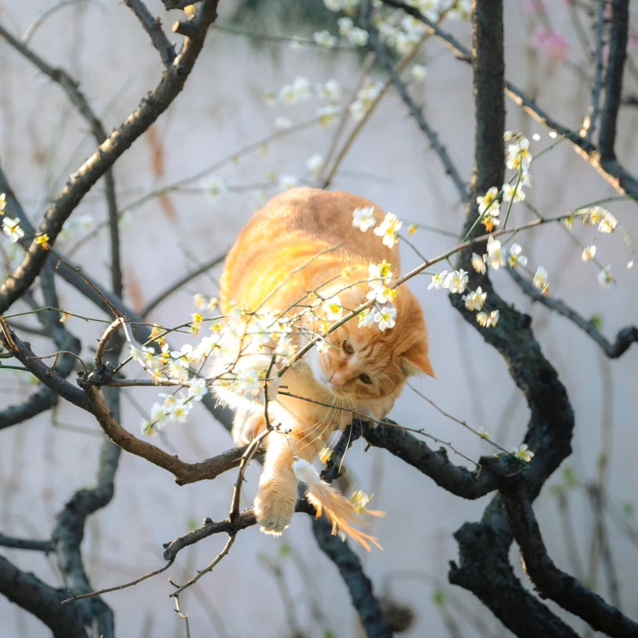 小脑袋猫