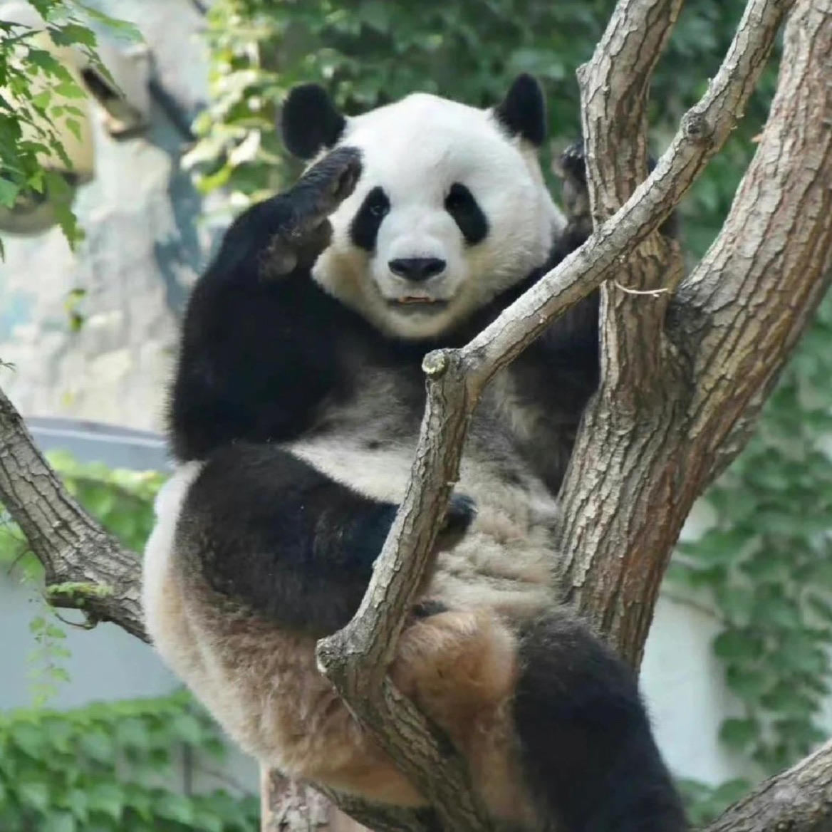 我是来拿元宝的