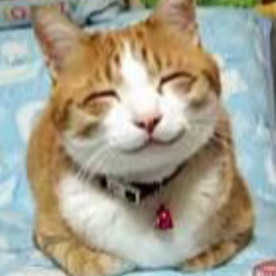 大楼猫