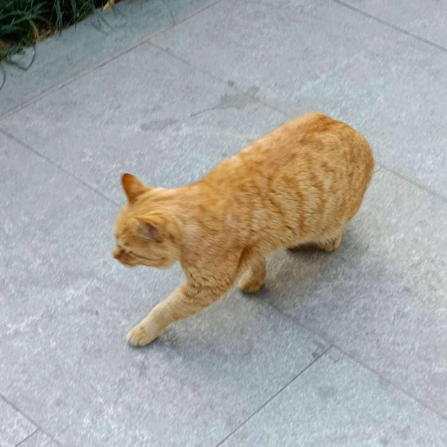热月。