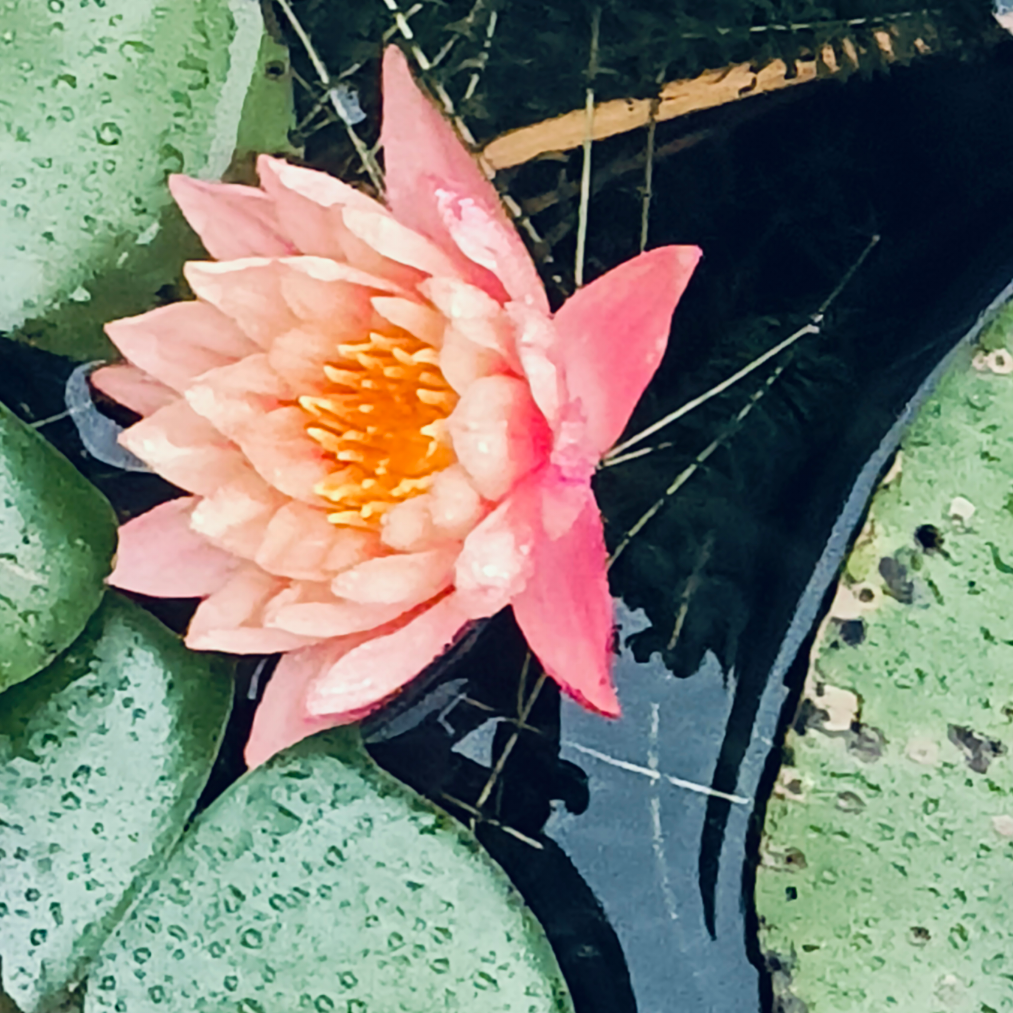 溪子
