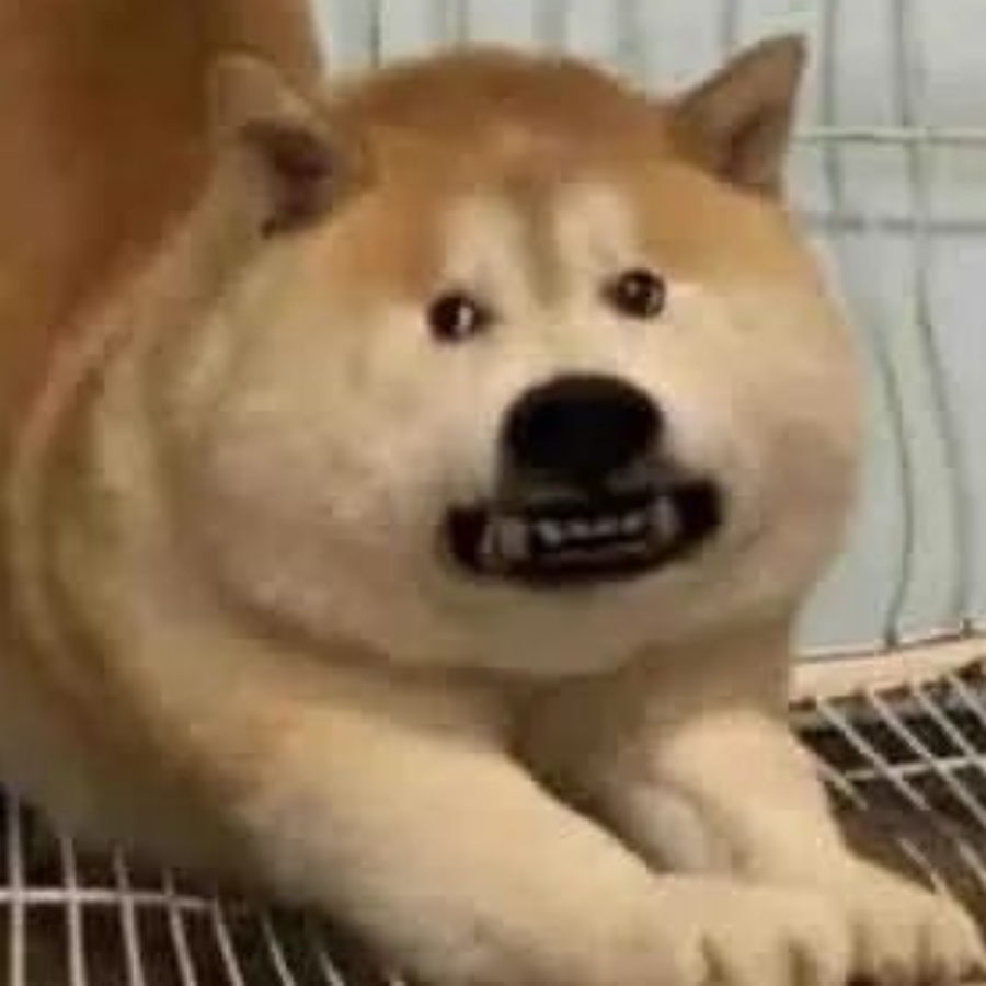 耳朵先撒了谎