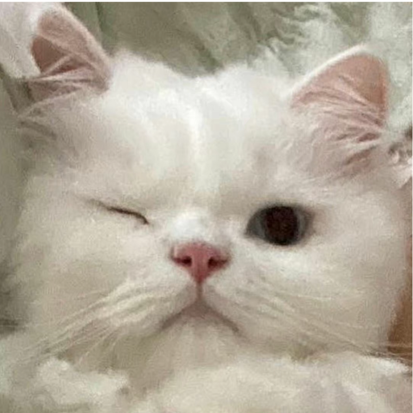 乱码鸭\^O^/