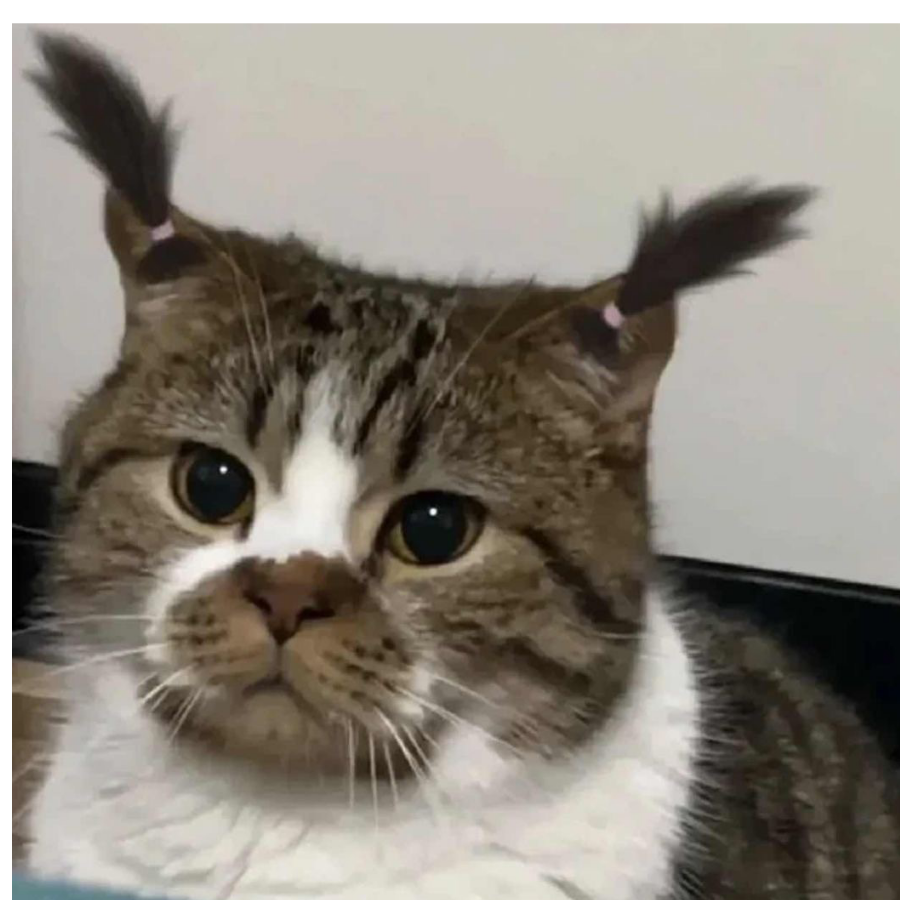 森屿