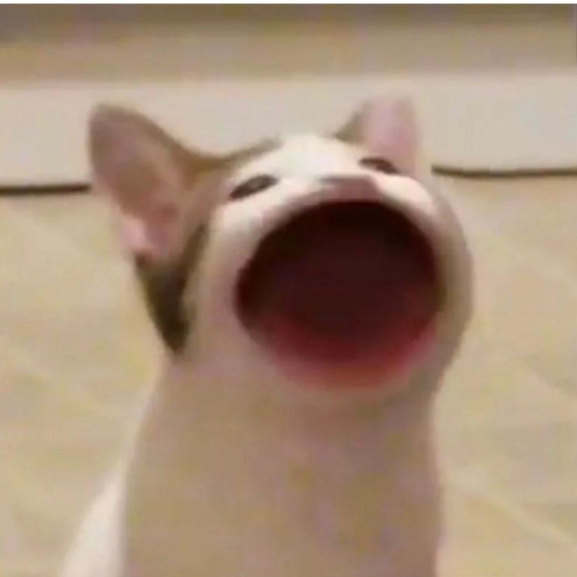 小卡拉咪