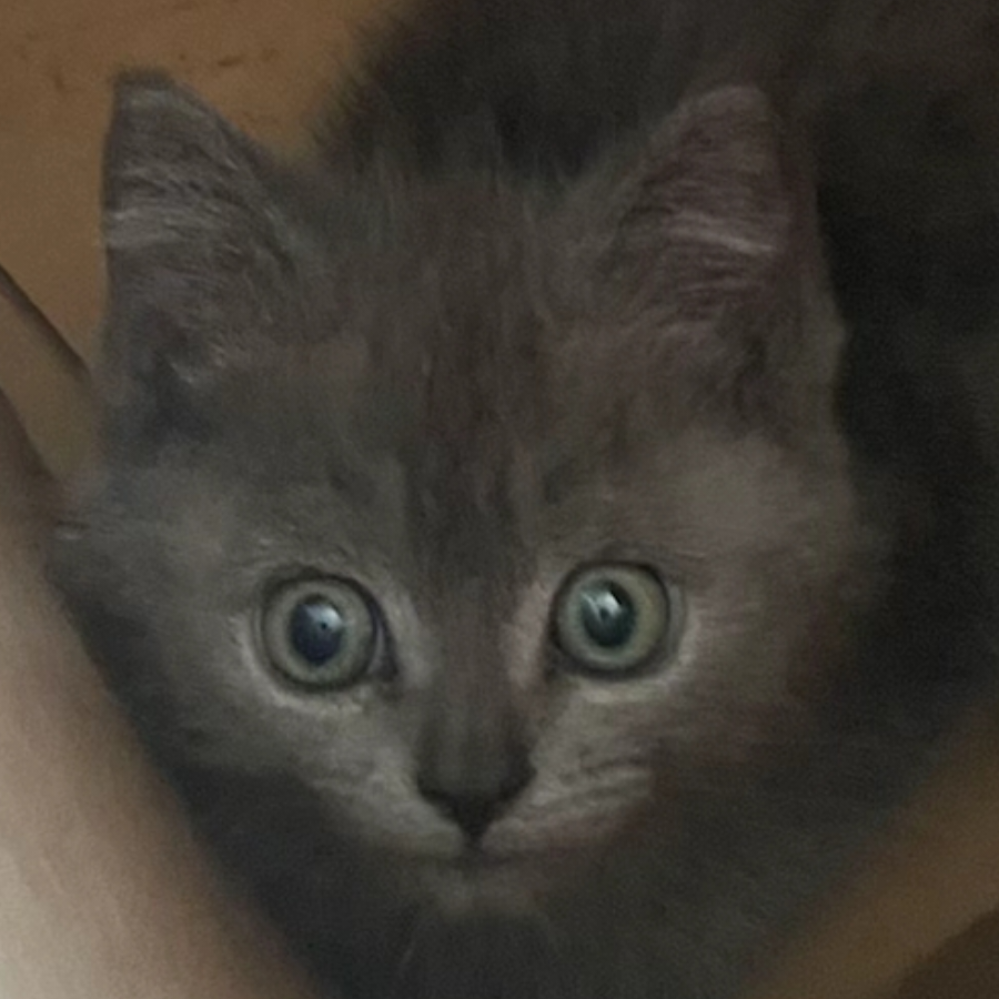 兔子刺猬猫