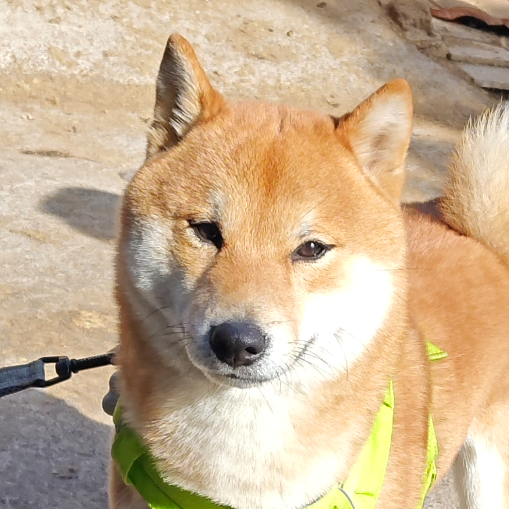 小洛Ace