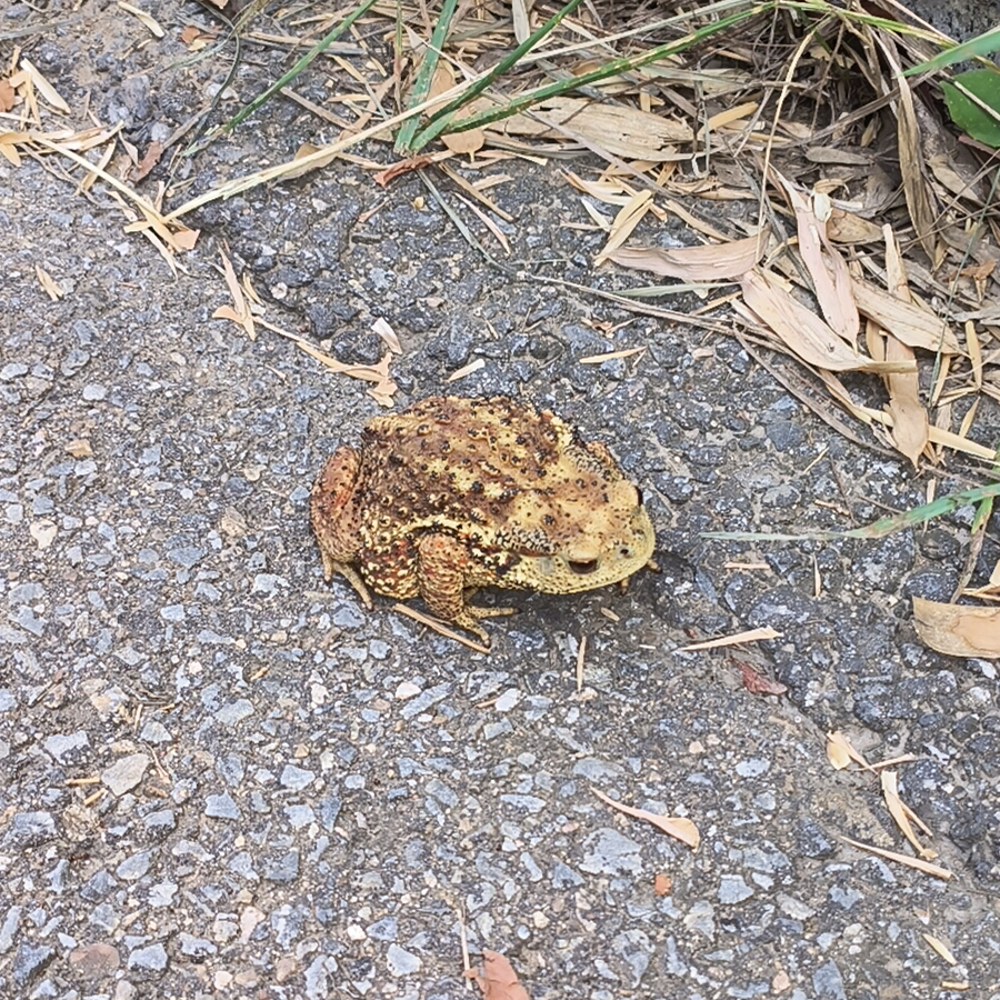 渣猫小跟班🙈