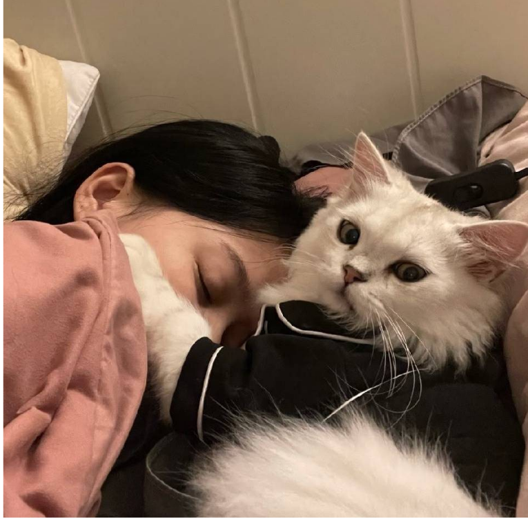 豆糕