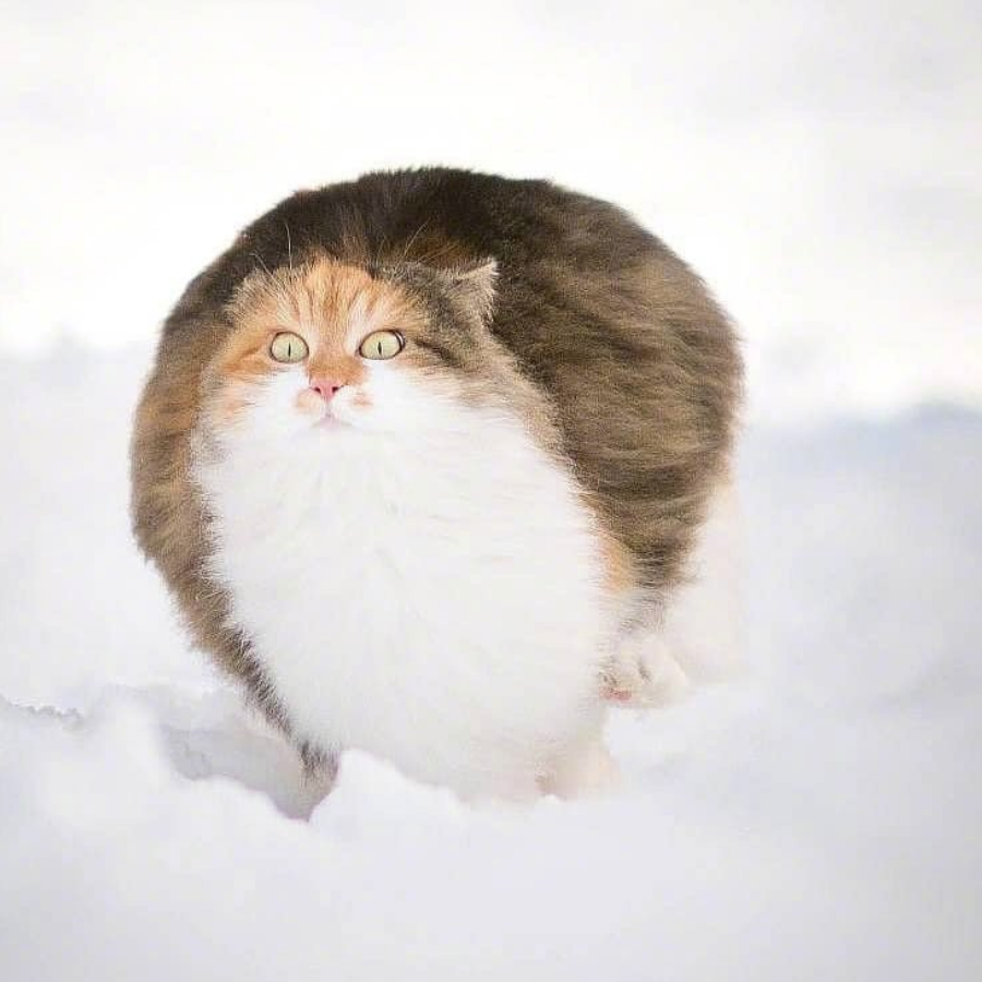 368复机