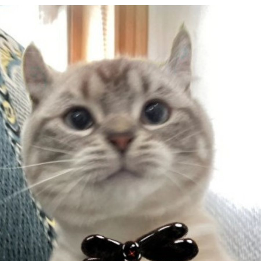 李猫猫
