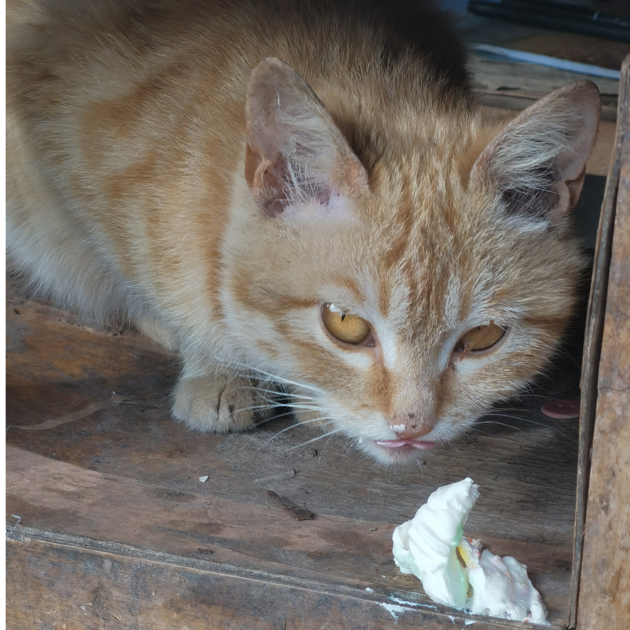 橘子会喜欢猫