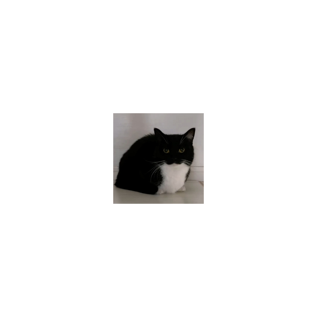 雀