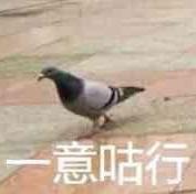 心向阳光的狼