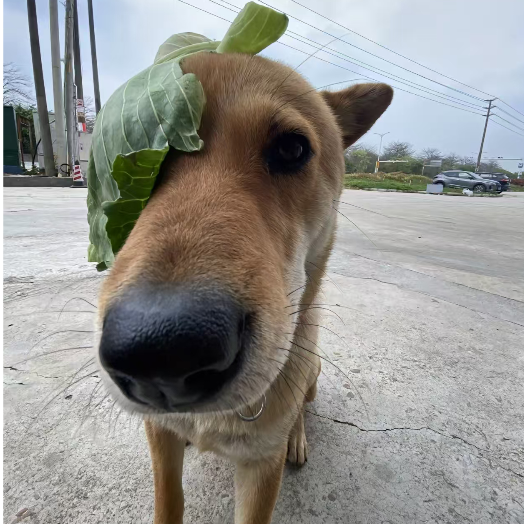 苍雾世界的狗