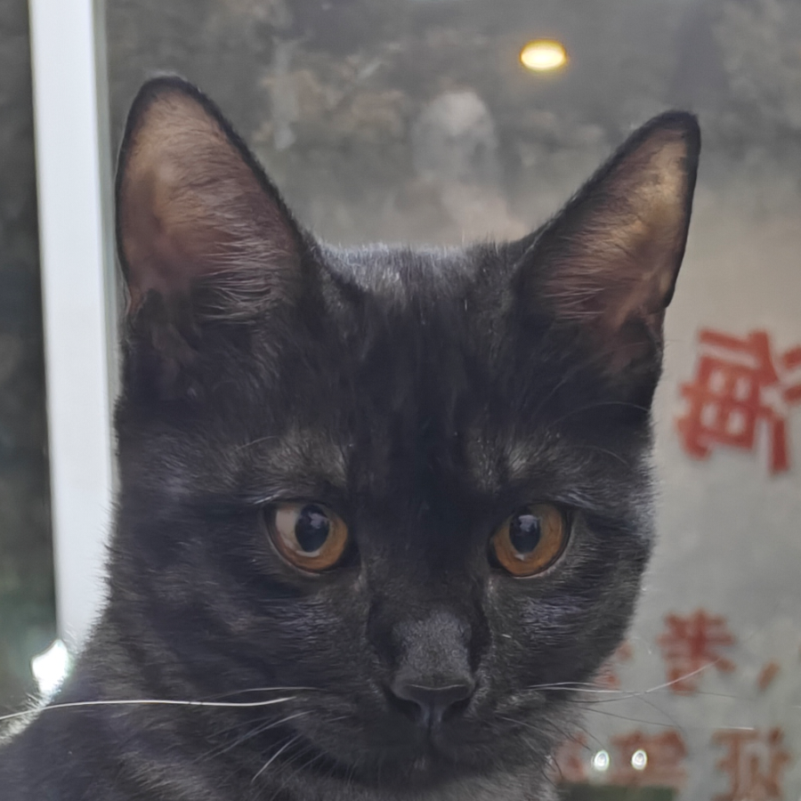 隐乌
